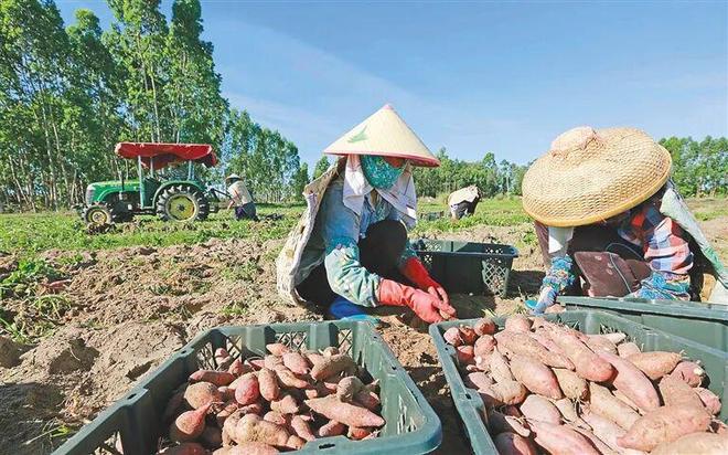 ”出农业产业新图景开元棋牌儋州：“链(图2)