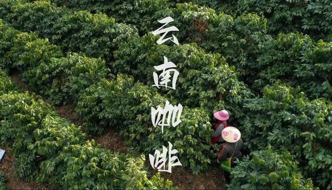 啡：彩云之南的馥郁传奇开元棋牌app云南咖(图4)